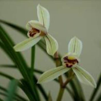 Mycorrhizas alter N acquisition by a terrestrial orchid