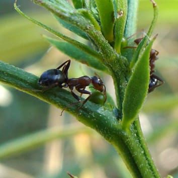 Highlight on diversity, ecology and evolution of extrafloral nectaries