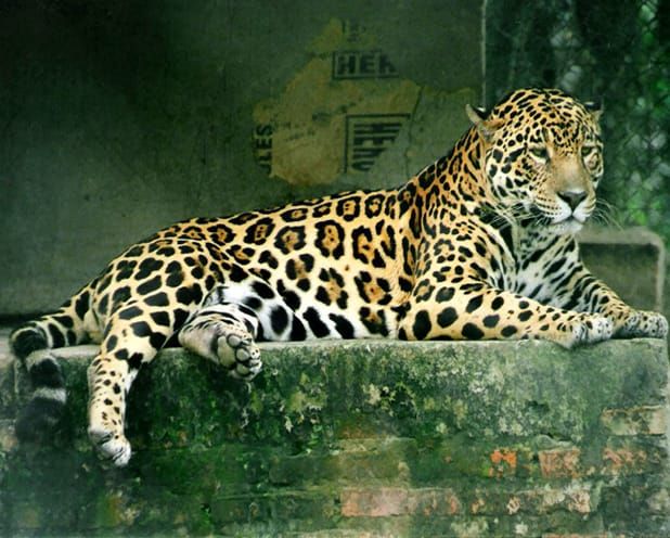 Image: Lea Maimone/Wikimedia Commons.