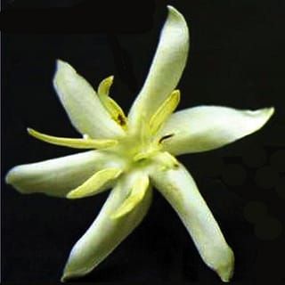 How do you like your coffee? Decaf?