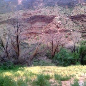 Radial growth and herbivory-induced mortality in Tamarix