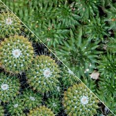 Environmental similarity and convergence between succulent plants