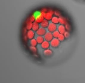 Wheat Ta-PHR1 regulates P signalling and increases grain yield
