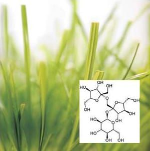 Modelling fructan biosynthesis and polymer length distribution