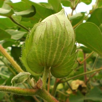 Adaptation of cotton bracts to high CO2