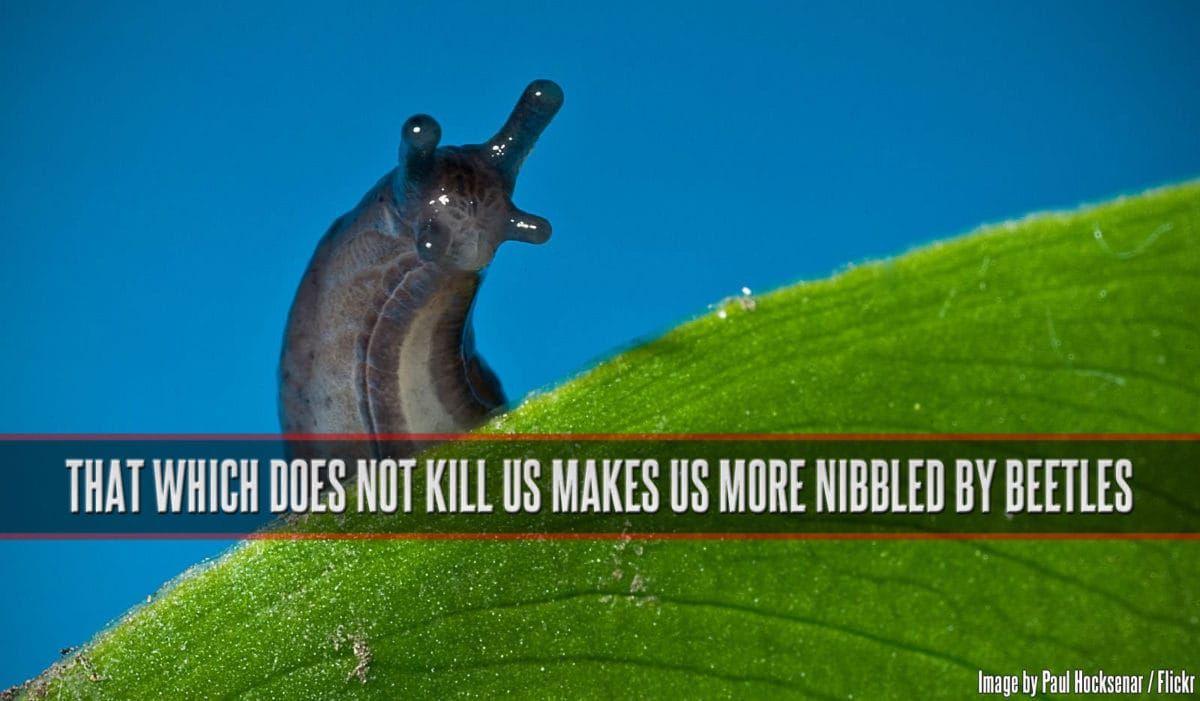 That which does not kill us makes us more nibbled by beetles.