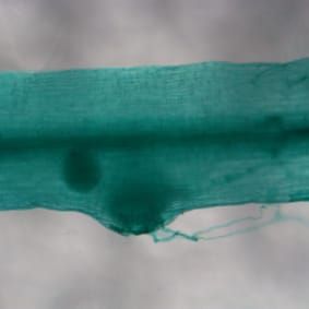 Nodulation in the crotalarioid Lotononis s.l. clade (Research in Context)