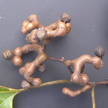 Peduncles elicit mammal endozoochory