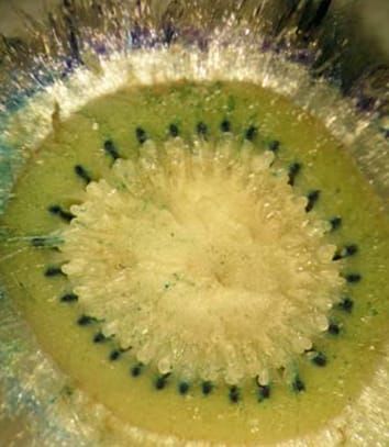 Hydraulic resistances in developing kiwifruit berry