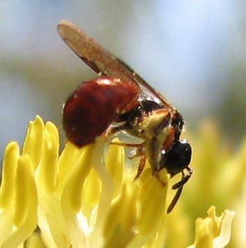 Pollination syndromes in Australian epacrids