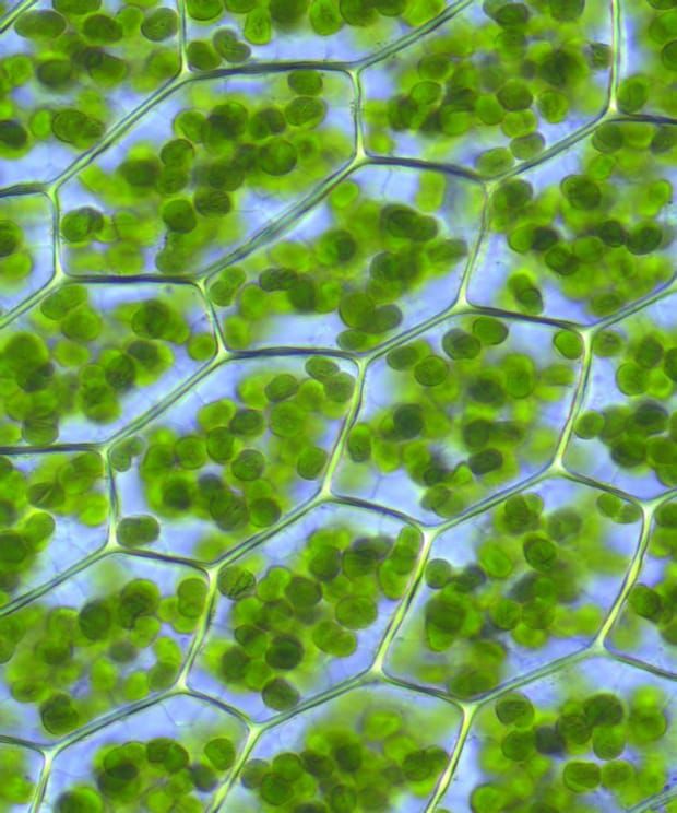 Image: Kristian Peters/Wikimedia Commons.