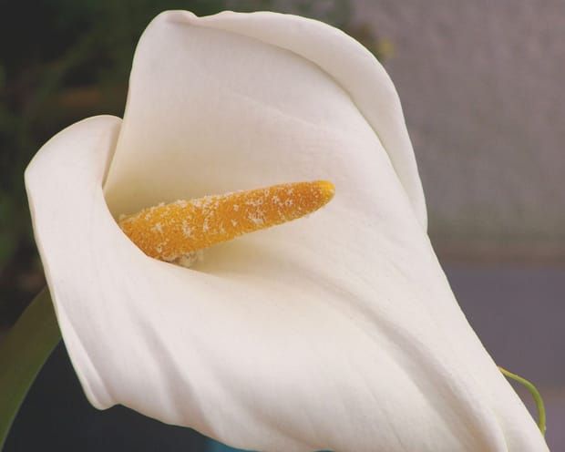 Image: Júlio Reis/Wikimedia Commons.