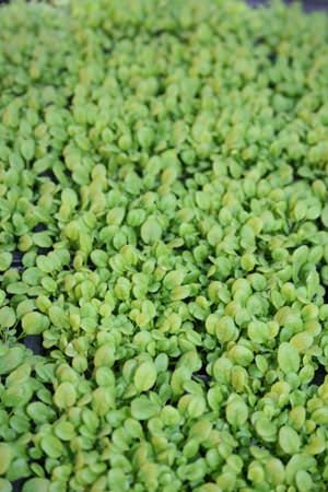 Arabidopsis thalania seedlings