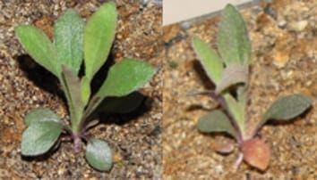 Drought-induced trans-generational tradeoff between stress tolerance and defense: consequences for range limits?