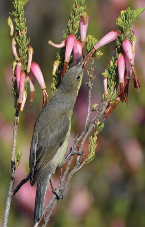 Do pollinators drive the evolution of flowers?