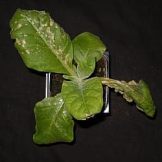 Cytokinins can trigger hypersensitive-like responses