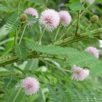 Invasive Mimosa does not share symbionts with native relatives