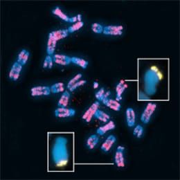 Highly conserved B chromosomes in rye