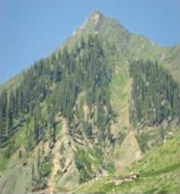 Plant biodiversity conservation in montane ecosystems (Invited Review)