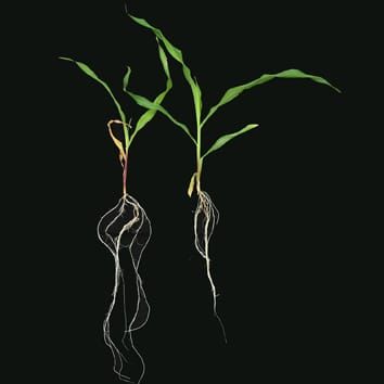 miRNAs responsive to low nitrate