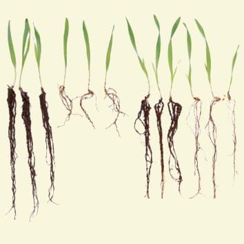 HvAACT1 increases Al3+-tolerance in wheat and barley
