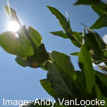 Leaf hydraulic conductance at elevated [CO2] and temperature