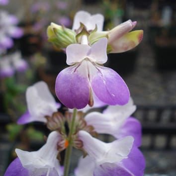 Floral longevity and autonomous selfing in Collinsia