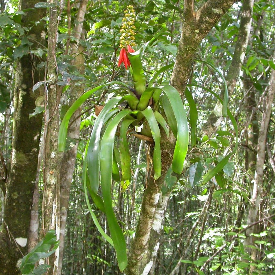 Mutualistic ants contribute to tank-bromeliad nutrition