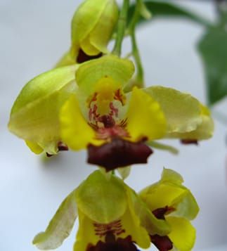 Floral elaiophore structure in the Gomesa and Oncidium clades