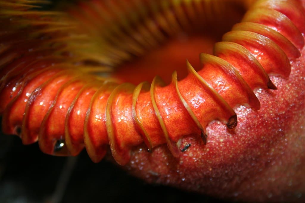 The trap of a pitcher plant