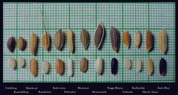 Phenotypic characters of rice landraces reveal independent lineages of short-grain aromatic indica rice