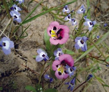 Banking on the past: Seed banks as a reservoir for rare and native species in restored vernal pools