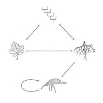 Species identity influences belowground arthropod assemblages via functional traits