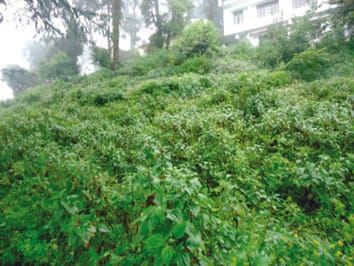 Impact of nitrogen availability and soil communities on biomass accumulation of an invasive species