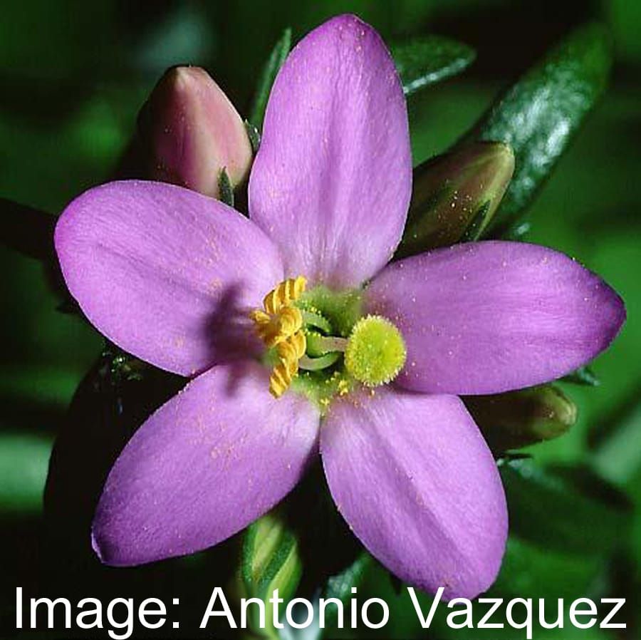 Environmental and genetic effects on a cline in seed dormancy