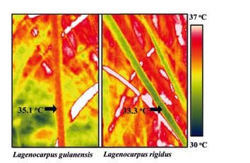 Contrasting physiological responses to excess heat and irradiance in two tropical savanna sedges