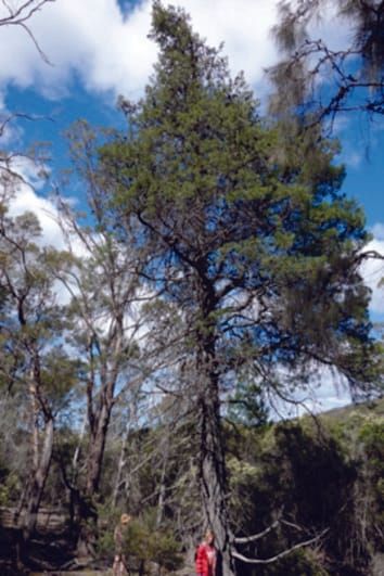 Conservative water management in the widespread conifer genus Callitris