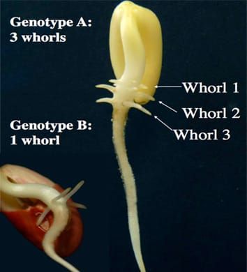 Basal root whorl number and P acquisition