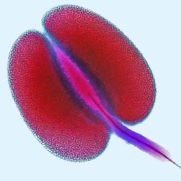 Reproductive differentiation into sexual and apomictic cytotypes