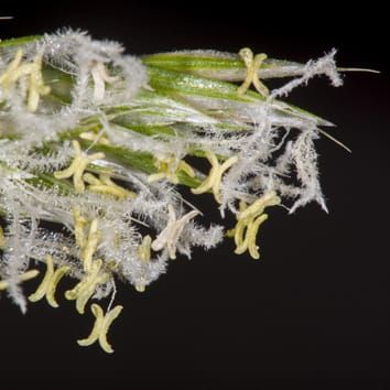 Evolution and biogeography of Anthoxanthum