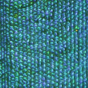 Silica nanoparticles and structural leaf coloration