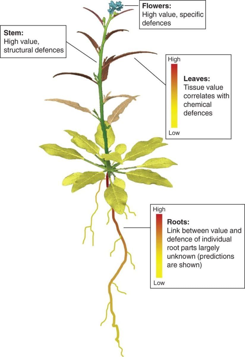 Value of plant tissues.