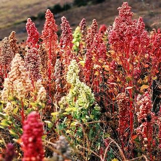Quinoa – Agricultural Policy and Bolivian Public Health
