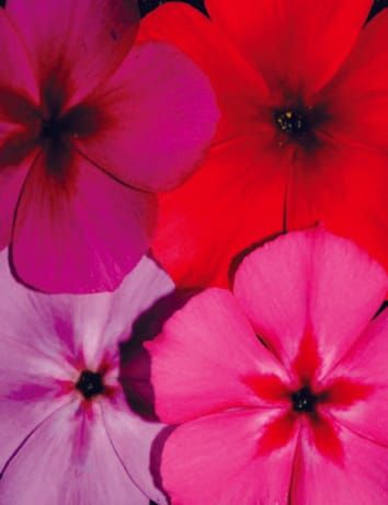 Identifying the genes underlying quantitative traits: A rationale for the QTN programme