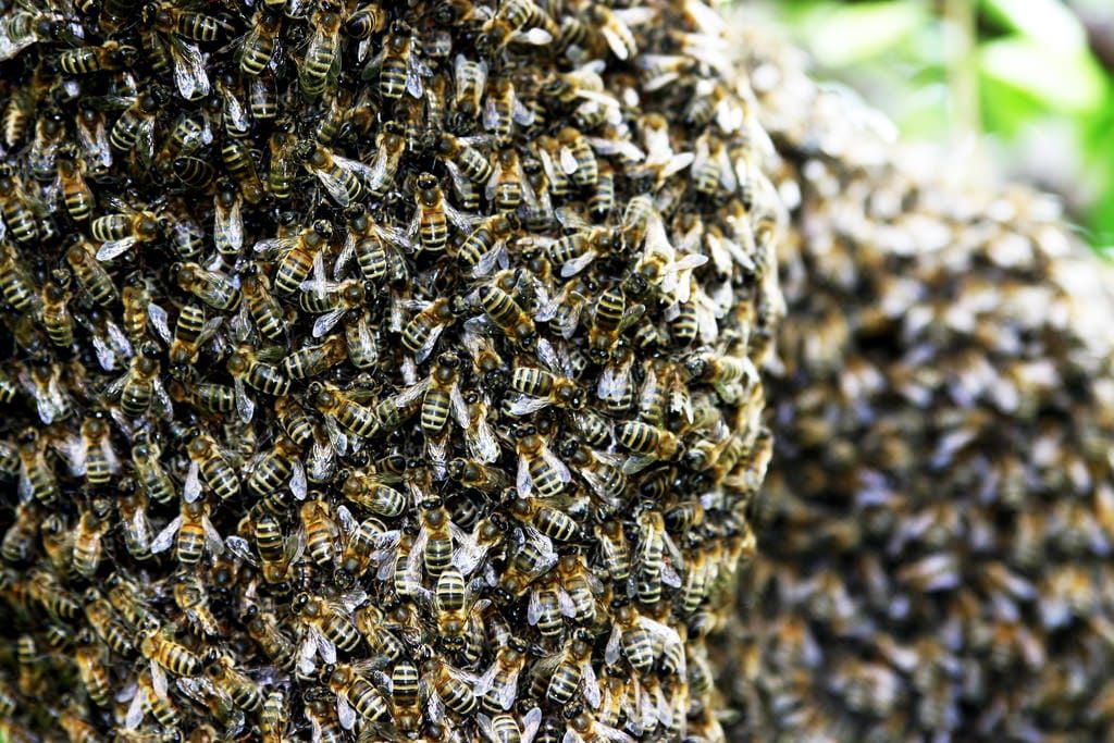 Bee Swarm