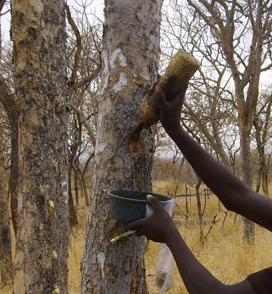 a stem of Boswellia papyrifera in Ethiopia being tapped in order to collect frankincense, a gum-resin that the tree exudes wh