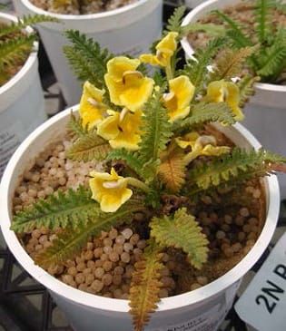 Nutrient requirements differ in two sympatric hemiparasitic species