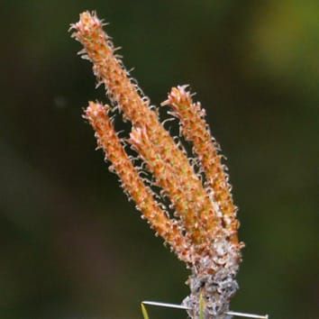 Duration of shoot elongation in Scots pine