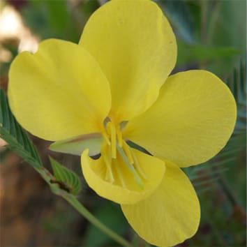 Chamaecrista flexuosa: a possible case of atypical enantiostyly