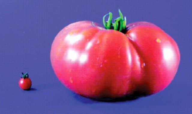 A tiny wild tomato next to a massive cultivated tomato.